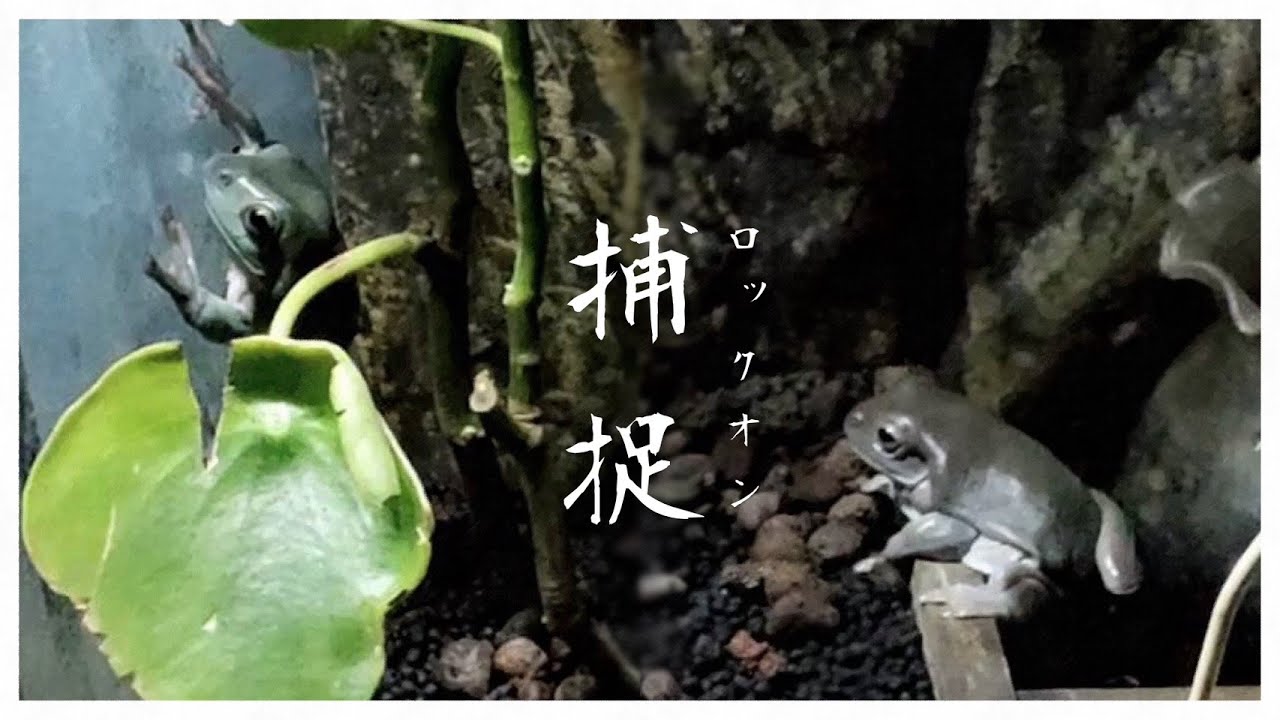 いくら餌を貰っても足りないイエアメガエルの狂気