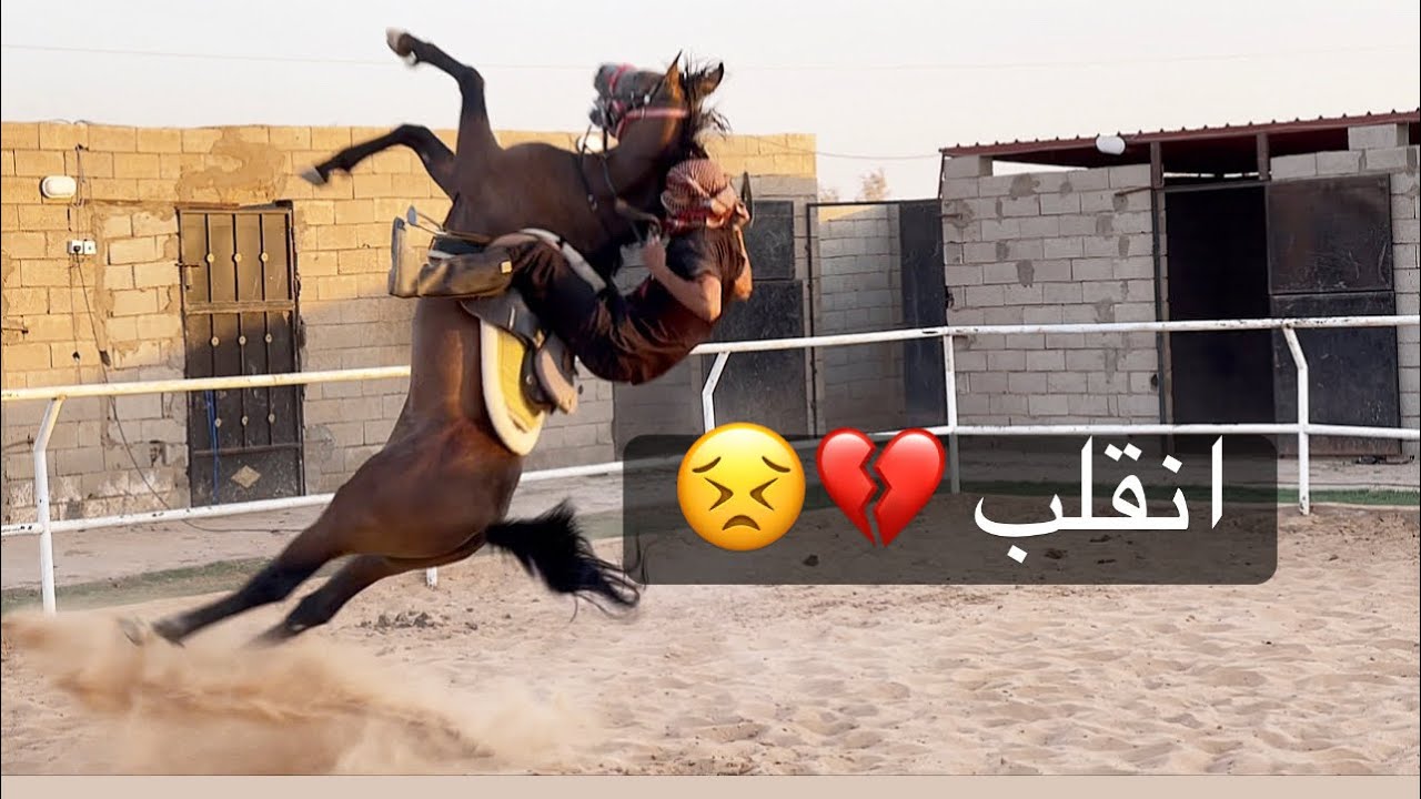 تحدي عسف مهر حار بسرع وقت  وطلوع عليه مع الخيل