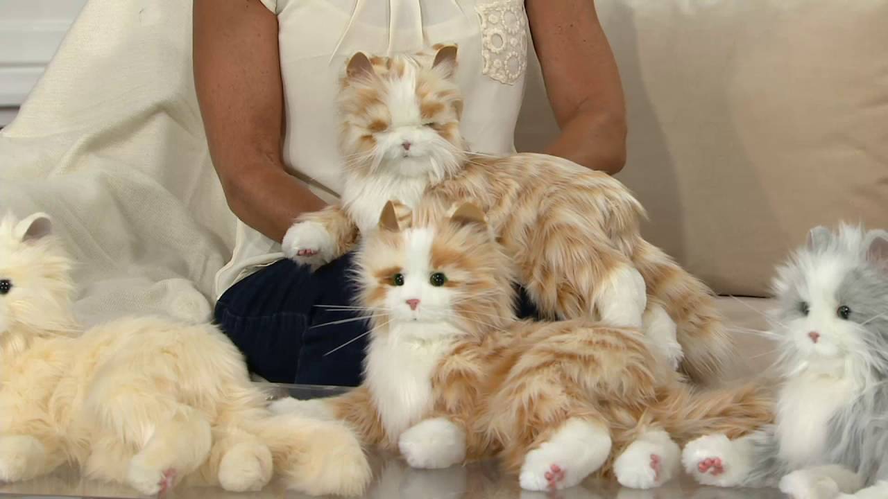 Hasbro's Lifelike Joy for All Companion Cat By: Hasbro on QVC