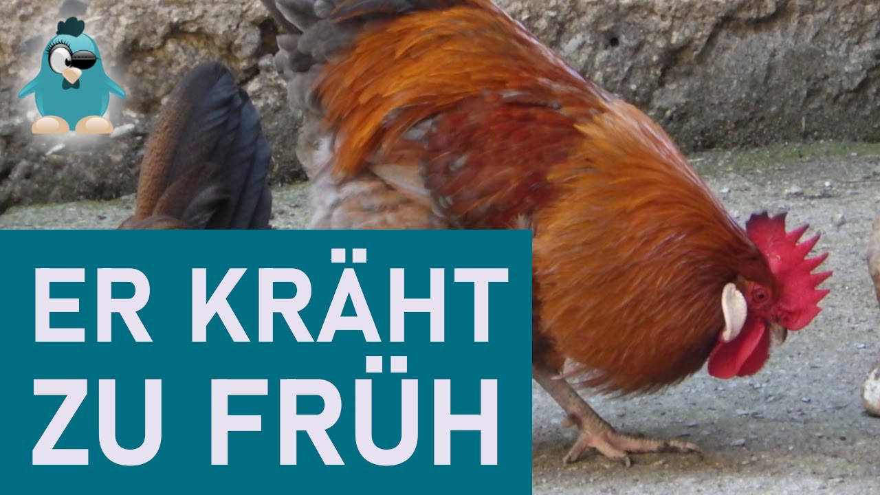 Der Hahn kräht zu früh! 🐓 Tipps für guten Schlaf trotz Hahn neban