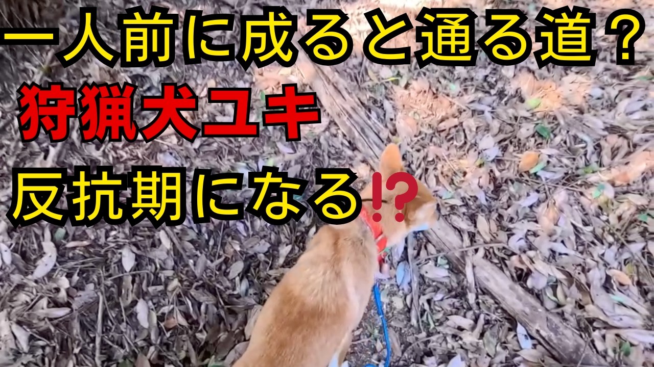 イノシシの有害鳥獣駆除での狩猟犬ユキの反抗期⁉️