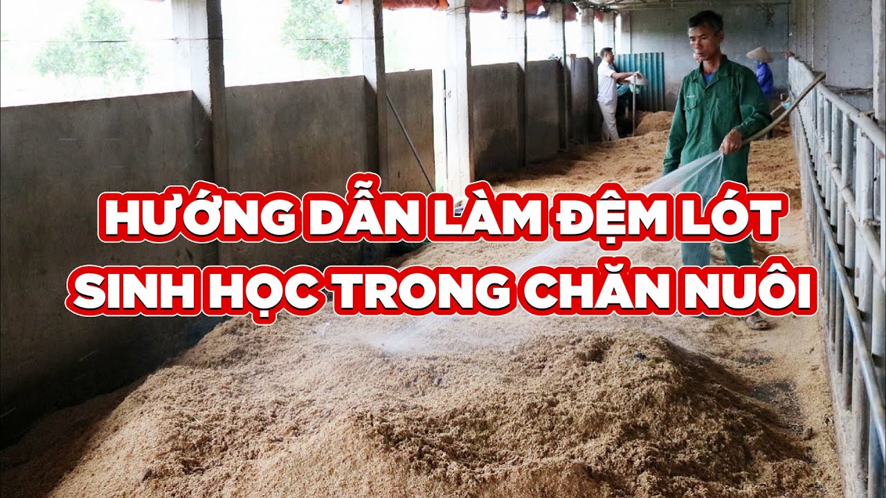 Hướng dẫn tạo đệm lót sinh học trong chăn nuôi