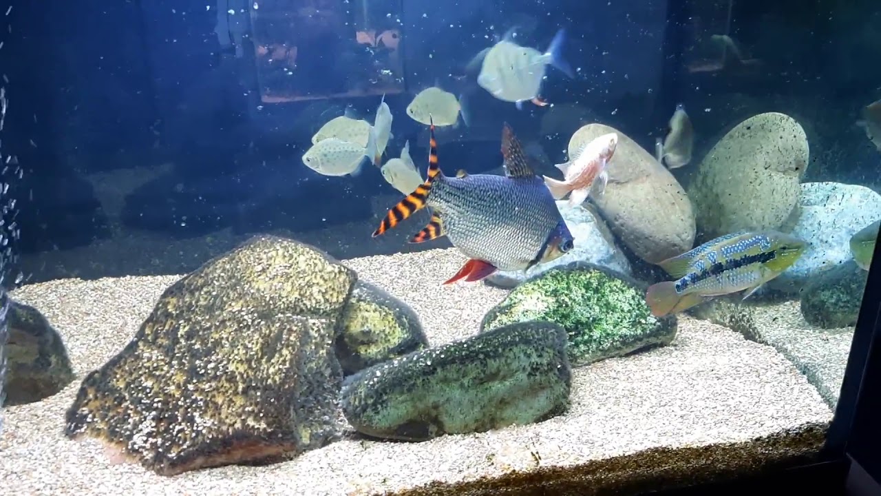 220-Gallon Semi-Aggressive Monster Fish