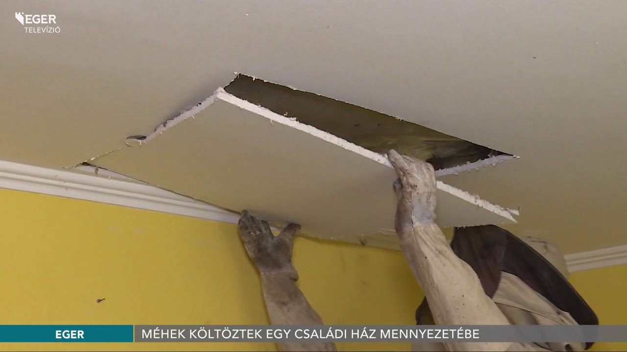 Méhek költöztek egy családi ház mennyezetébe - 2020.05.20.