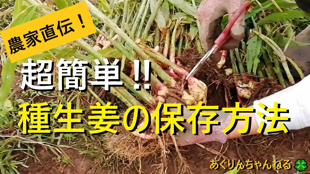 【保存版】生姜の育て方　超簡単！種生姜の保存方法【有機農家直伝！無農薬で育てる家庭菜園】