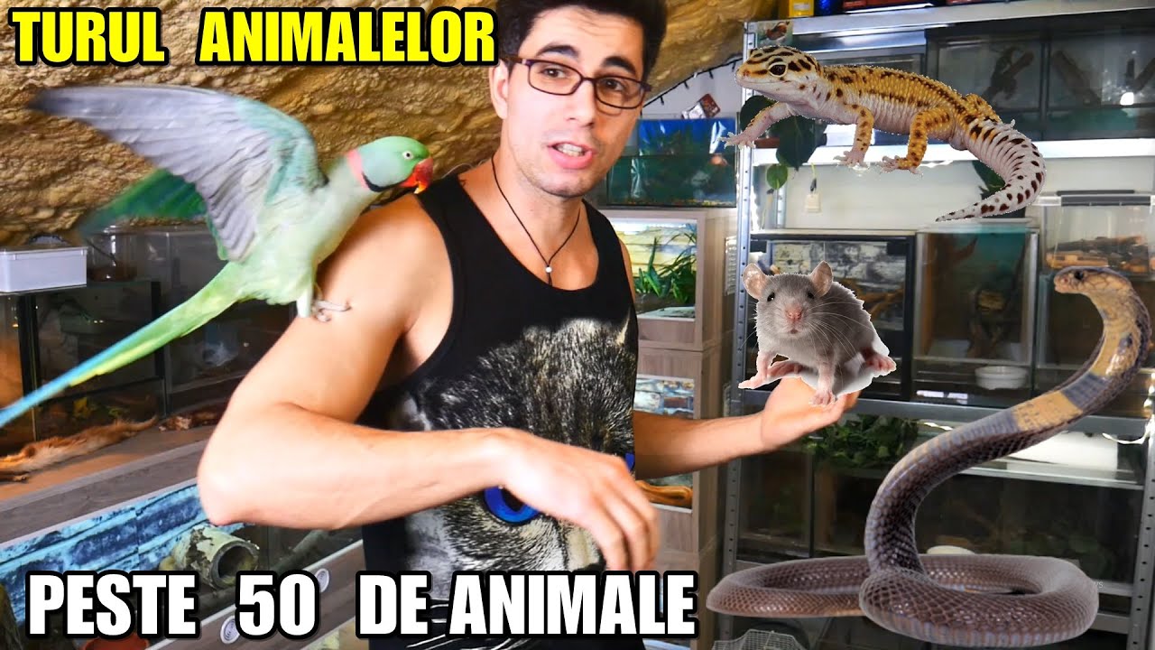 CAMERA CU ȘERPI unde am filmat cu BOGDAN IBM - TURUL COMPLET al animalelor EXOTICE 🐍🐁🕷🦎🐢🦜