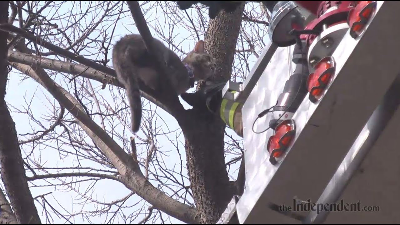 Grand Island Fire Department Rescues Cat in Tree