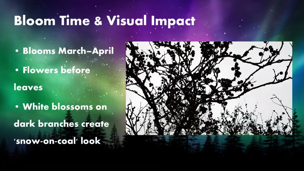 In Autumn :🫐Blackthorn / Sloe Bush / Prunus spinosa - Learn about Plants Presentation: ID & Taxonomy