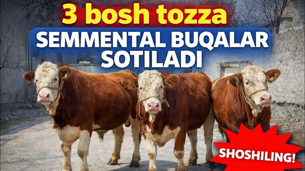 NASIL UCHUN TOZA SIMINTAL BUQALAR SOTILADI.      ARZON NARHLARDA 9 марта 2026 г.