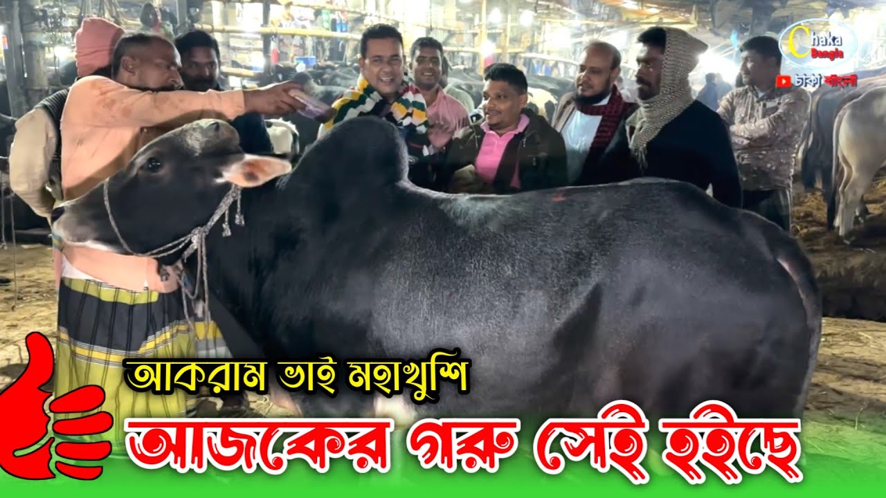 দাম একটু বেশি হলেও আজকের গরু গুলো সুন্দর হয়েছে আকরাম ভাইয়ের! গাবতলী গরুর হাট ২০ ২৫