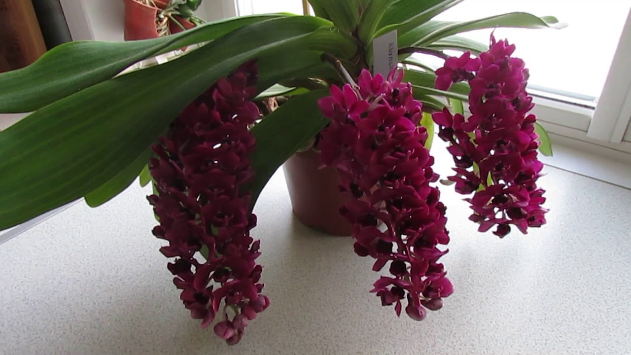 Цветение орхидеи ринхостилис (Rhynchostylis gigantea red)