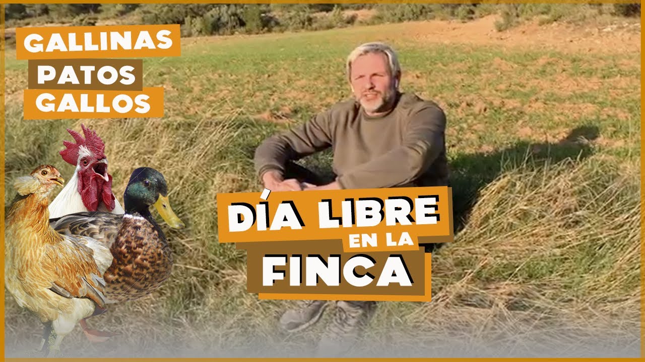 Día libre en la Finca. Mis Gallinas, Patos, Gallos... | Santi Cañizares