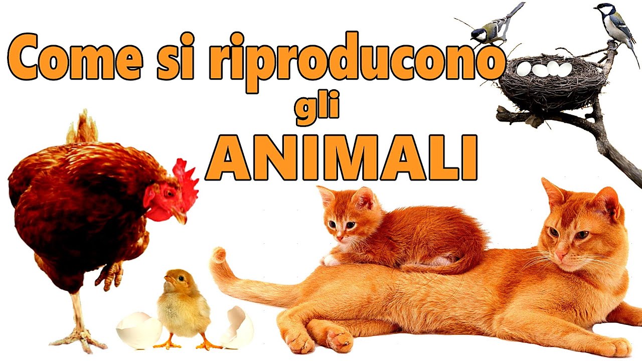 🐔🐣🐥 Come si RIPRODUCONO gli ANIMALI - Ovipari, Ovovivipari e Vivipari (Scuola Primaria) 🐈🦈
