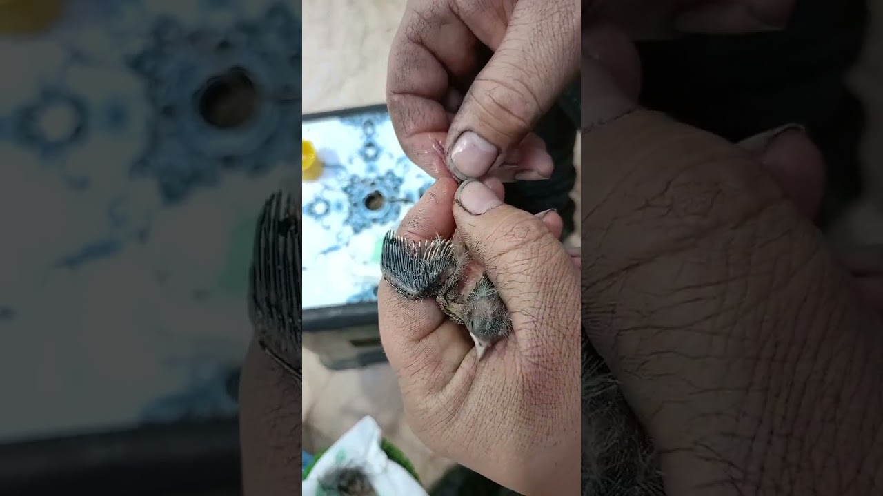 فراخ حسون جانفي 2025 للبيع 0667722748