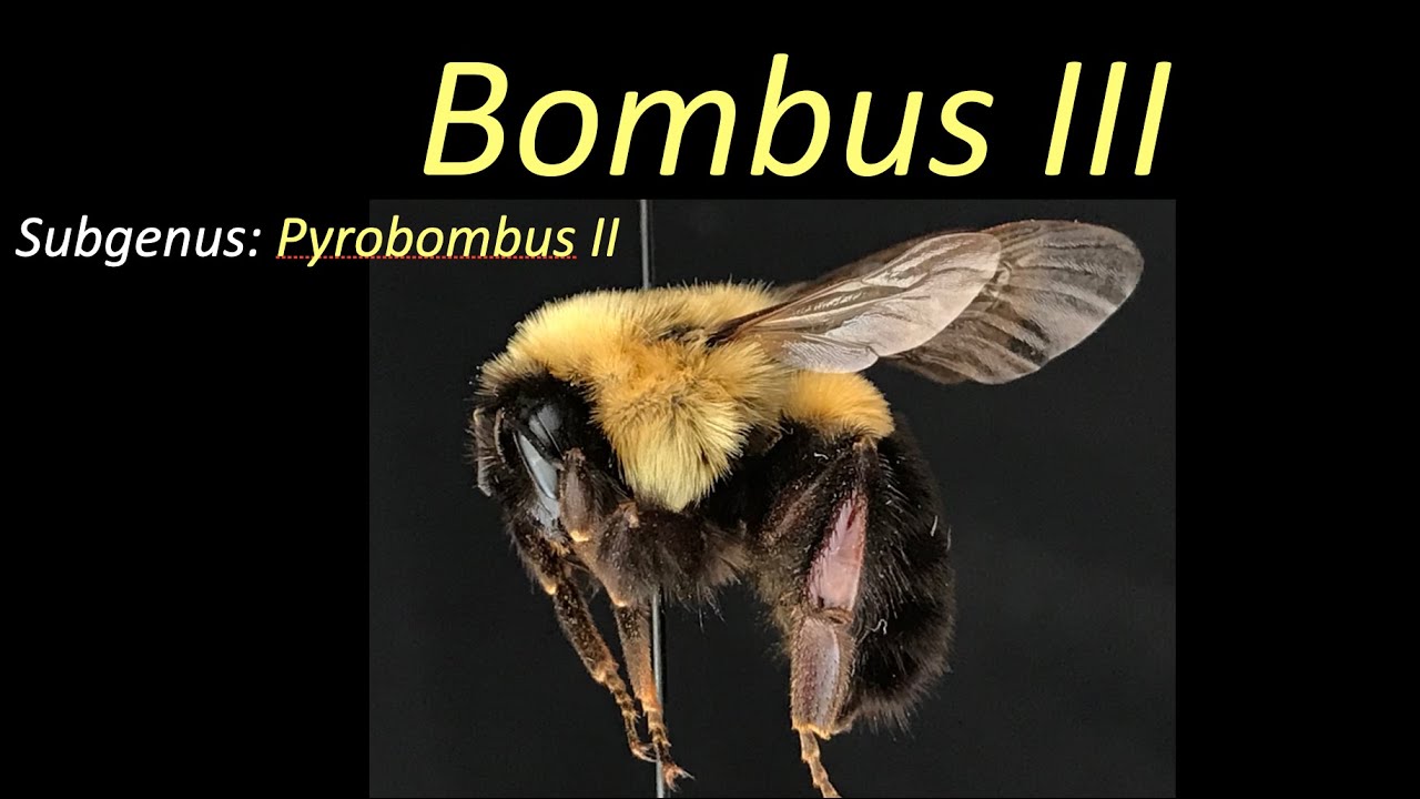 Bombus III (Pyrobombus 2)