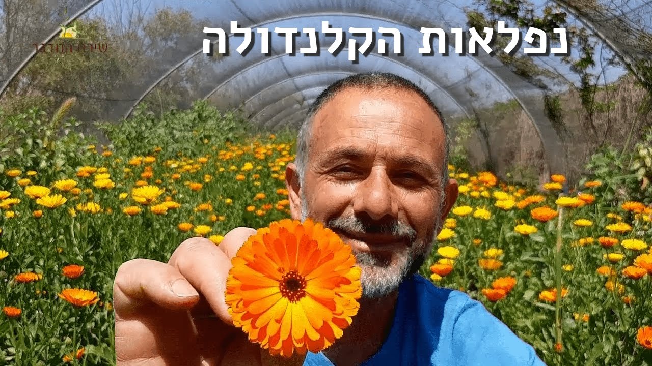 קלנדולה ונפלאותיה