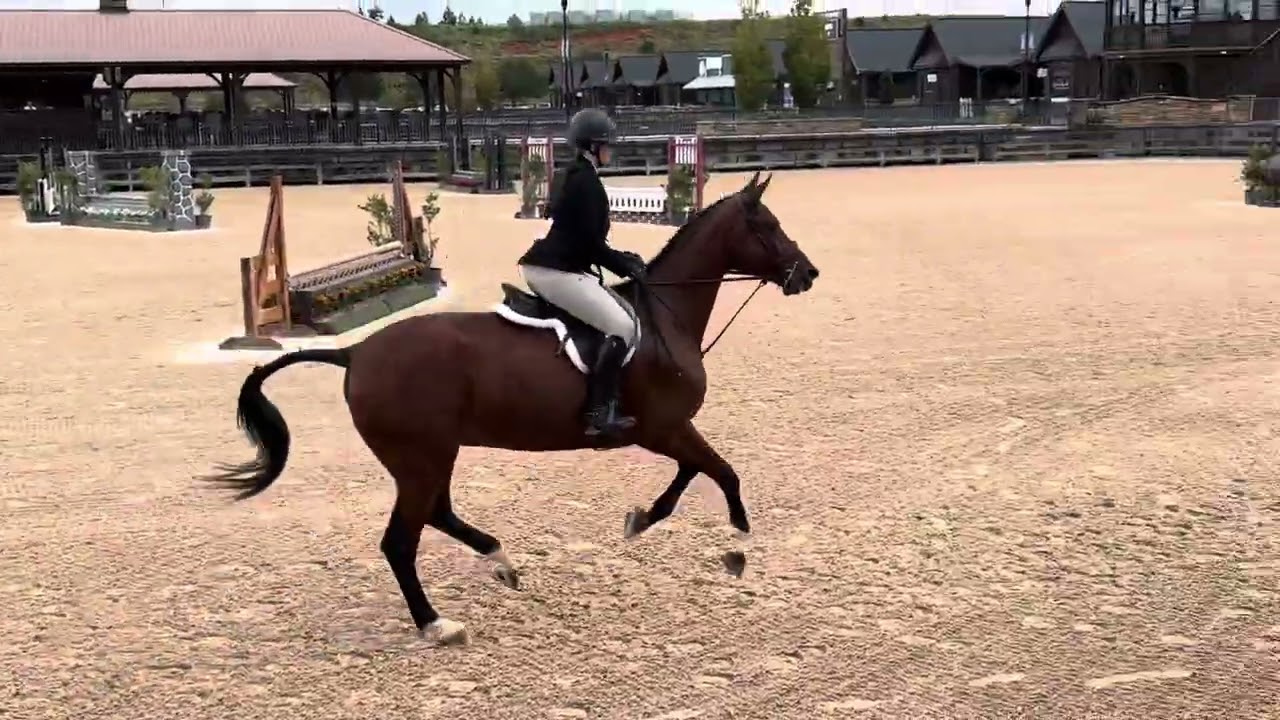 CR D’Carthago - Tryon Fall II - 2’6” Hunters 
