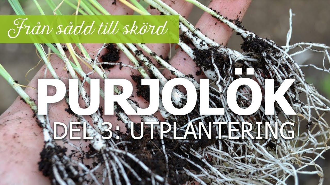 Purjolök från sådd till skörd - Del 3: utplantering