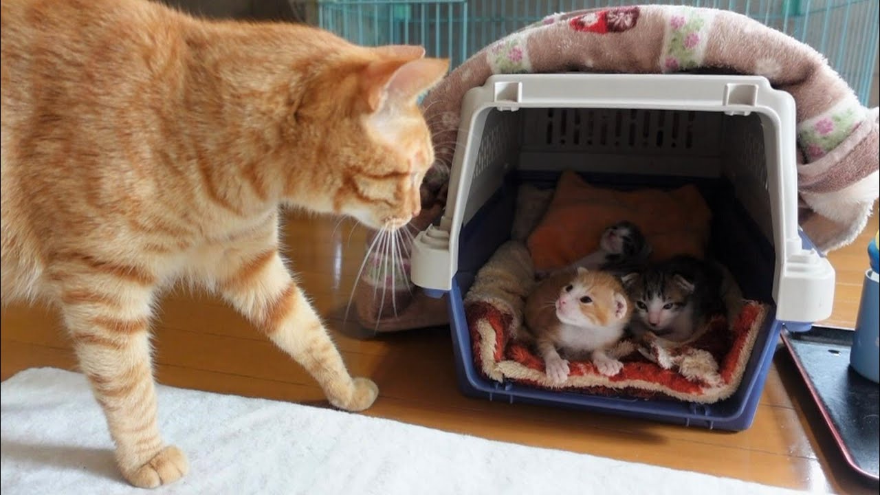 【生後16日】赤ちゃん猫を我が子のように心配する先住猫