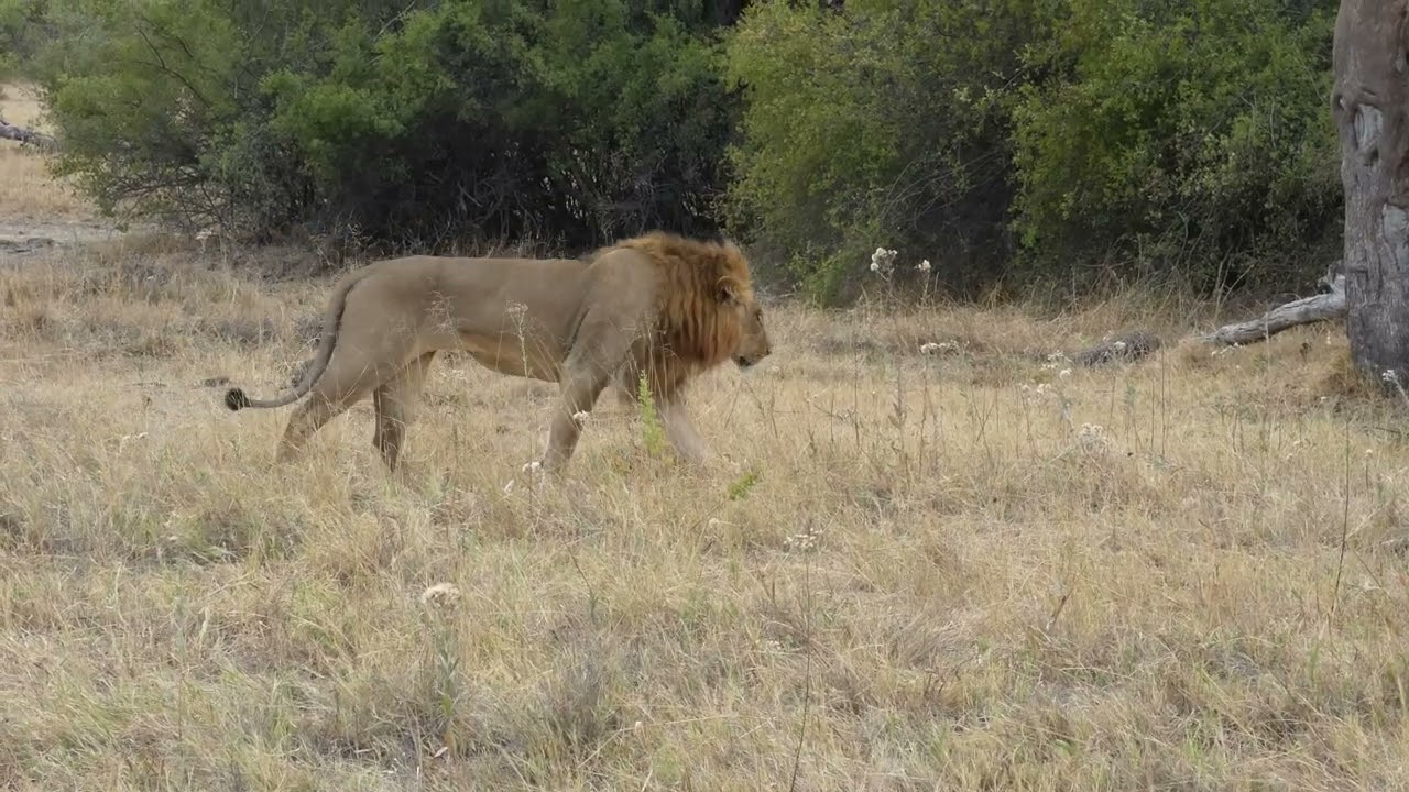 Lioness and lion on the move. Savuti, Botswana, Africa.