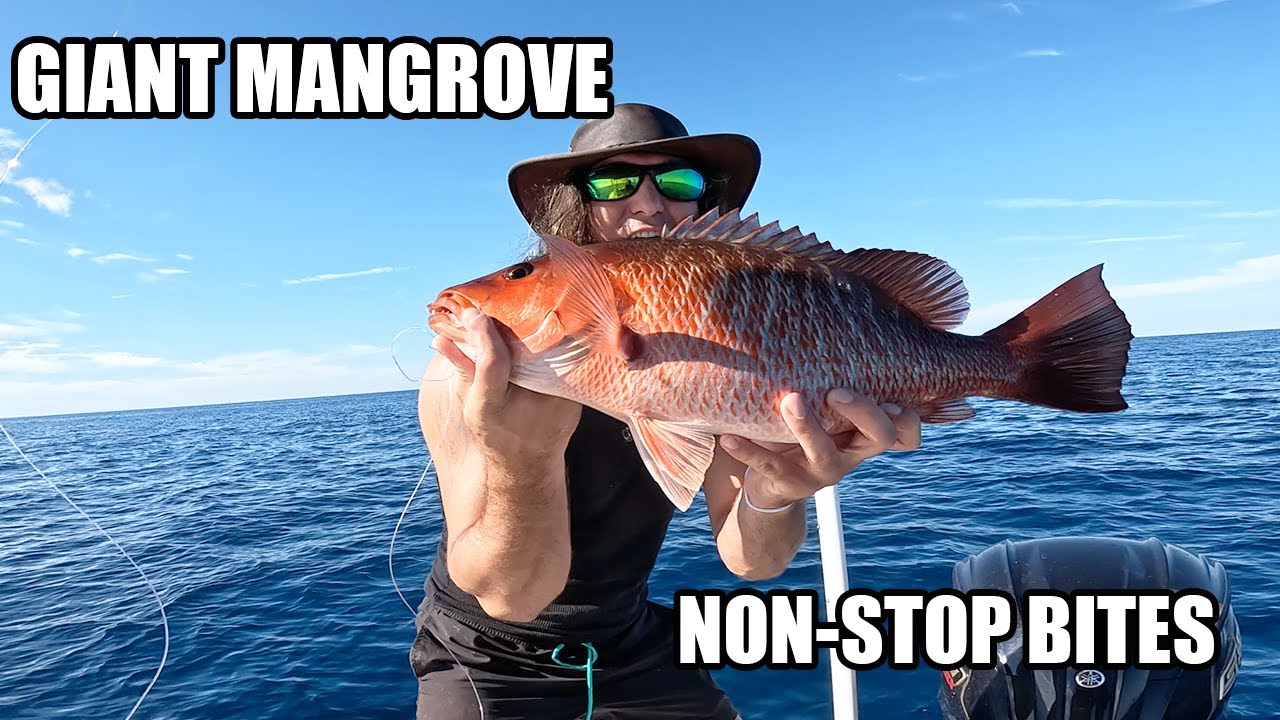 NON-STOP Bites on Live Bait || Offshore Florida Fishing