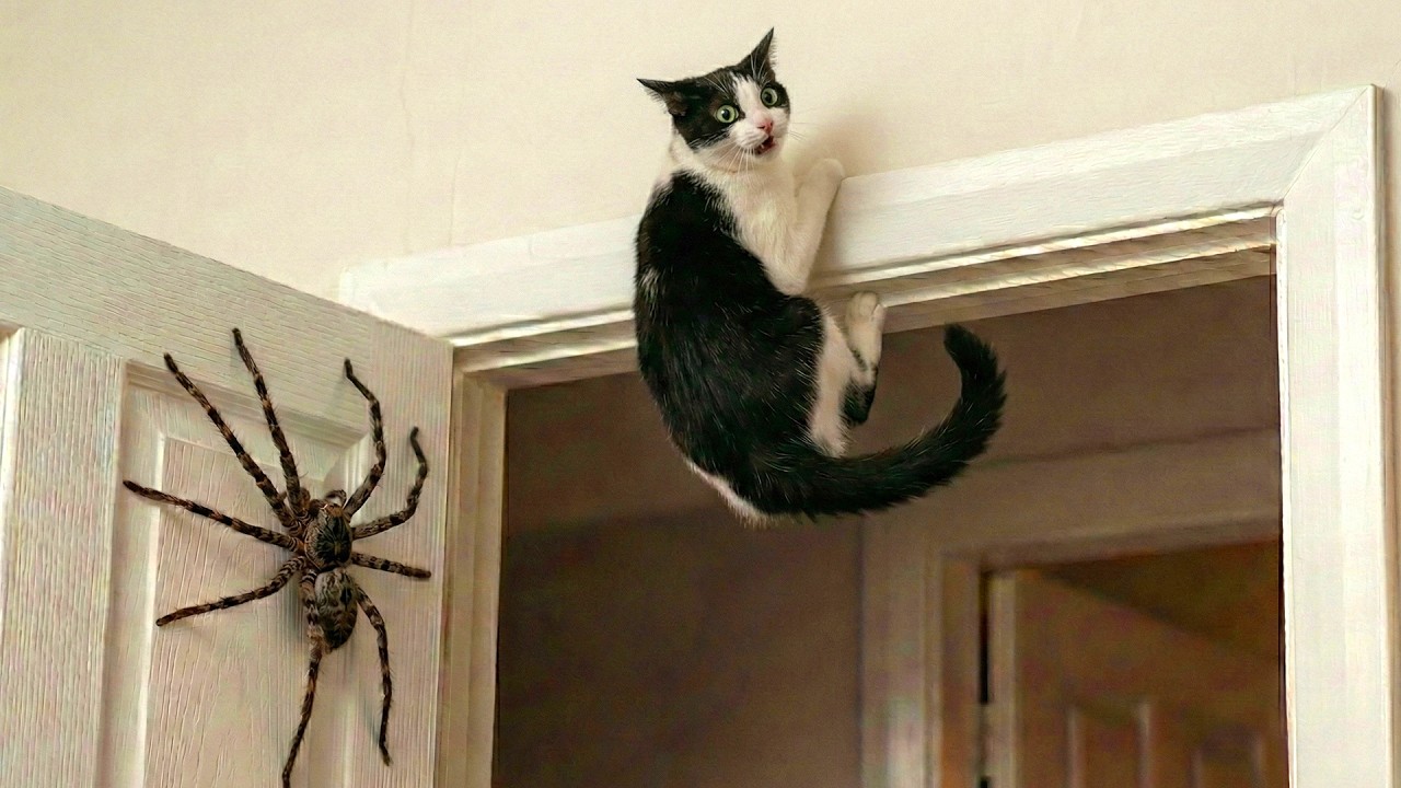 Crazy Cats vs Wild Animals 😹 | Funniest Chaos Moments Compilation 2026