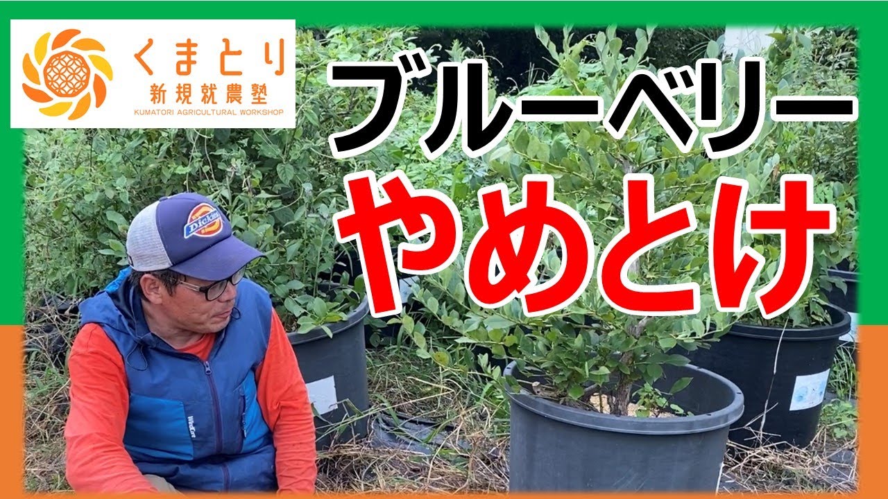 【栽培品目の研究】ブルーベリーはそれほど売れません
