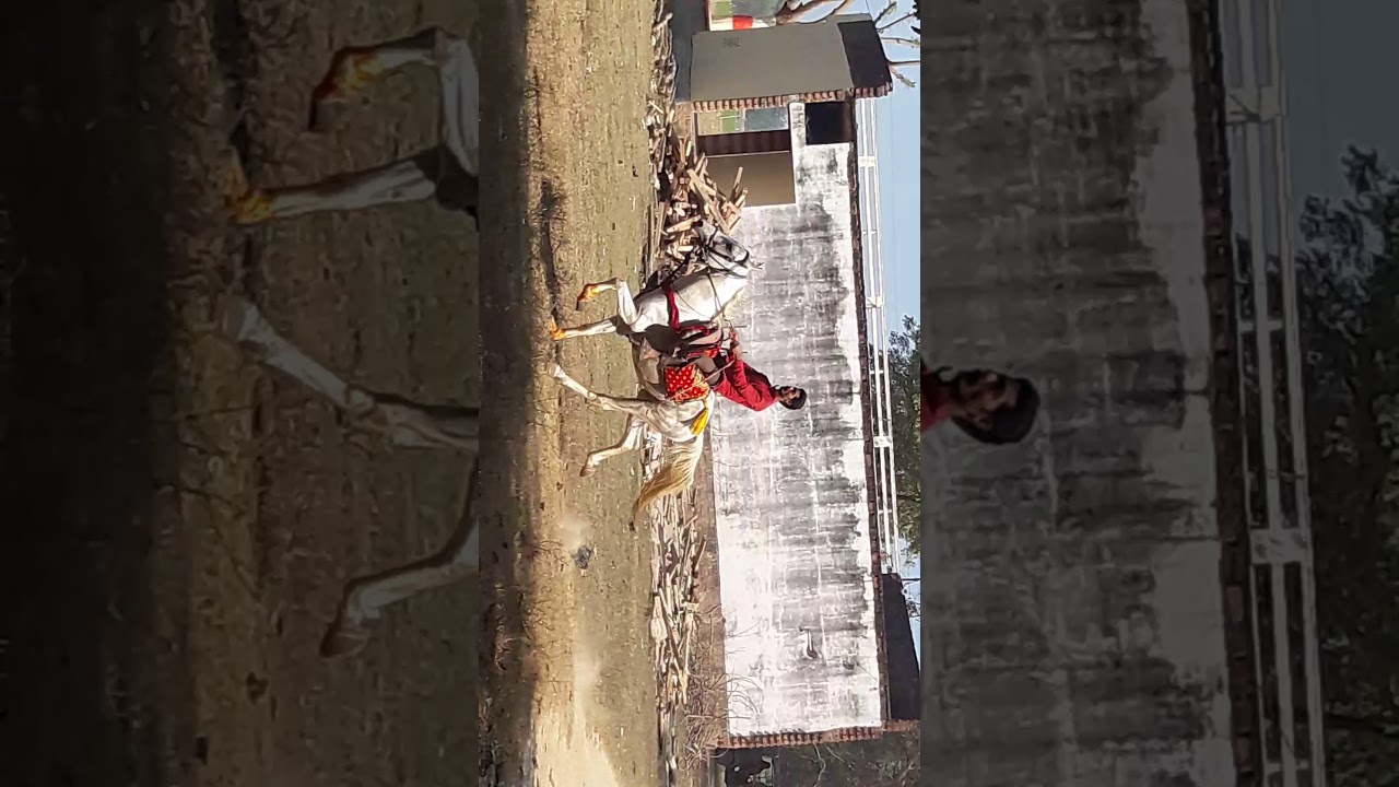 Bhuwar horse form jail road pratapgarh U P