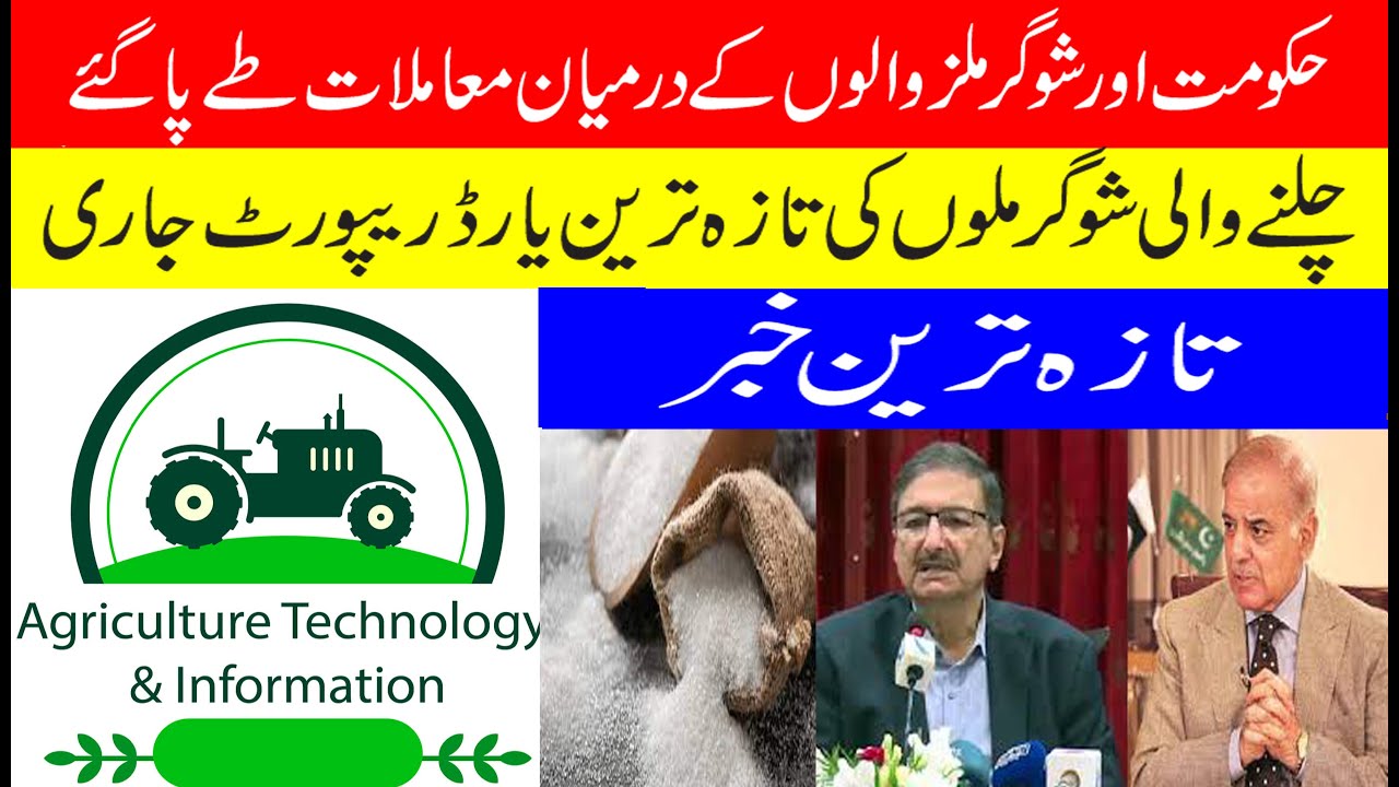 Latest update on sugar export | Sugarcane mils Yard report of sugar mils today|