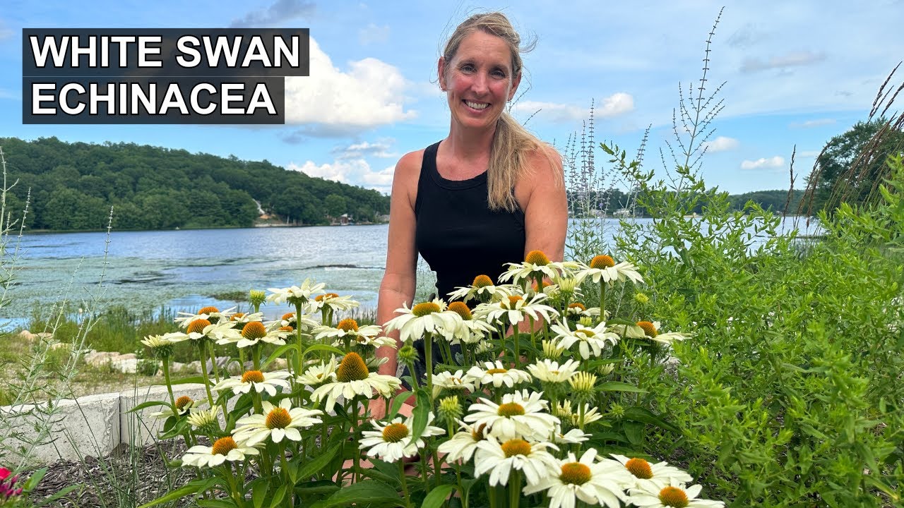 White Swan Echinacea: Everything You Need to Know 🦢