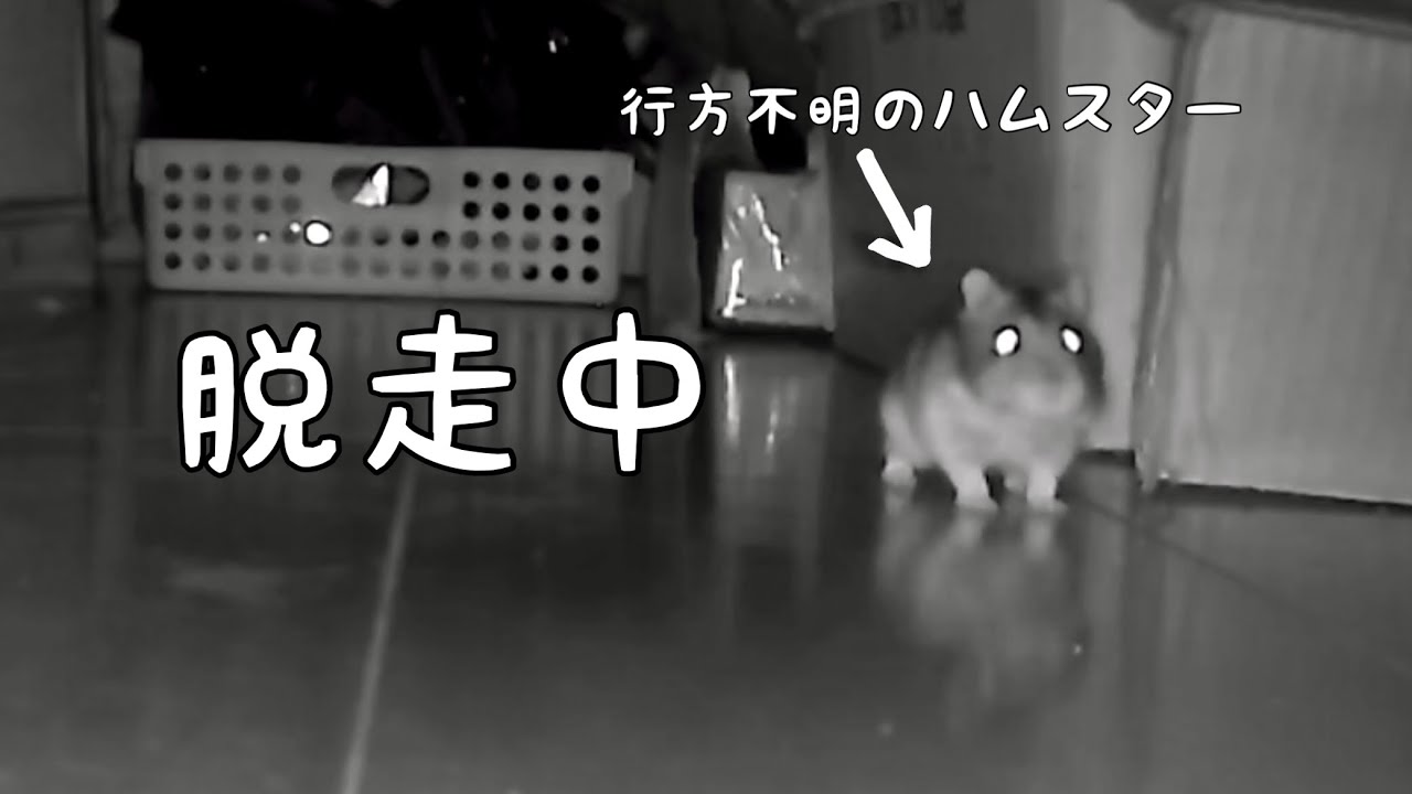 ハムスターが脱走したけど見つけられなくて絶望した