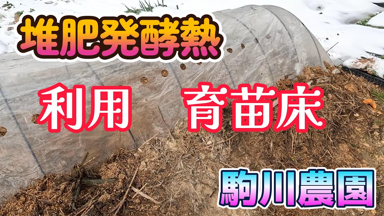 堆肥発酵熱を利用した播種床づくり　駒川農園　26.1.10