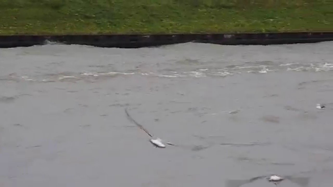 Yellow-legged Gull taking flight