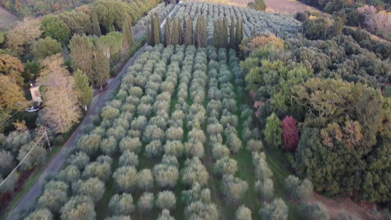 Ripresa aerea vigneti con drone