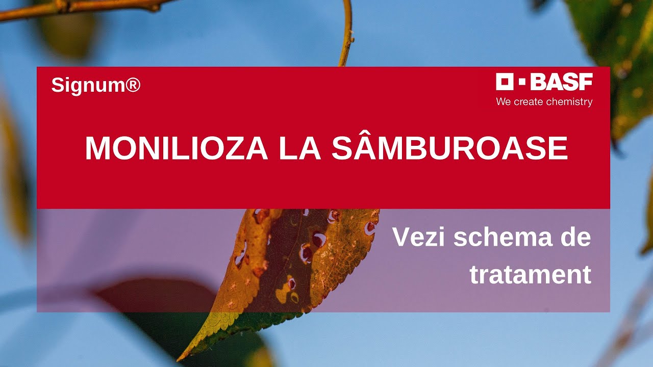 Monilioza: un Tratament INOVATOR pentru Samburoase | Signum®