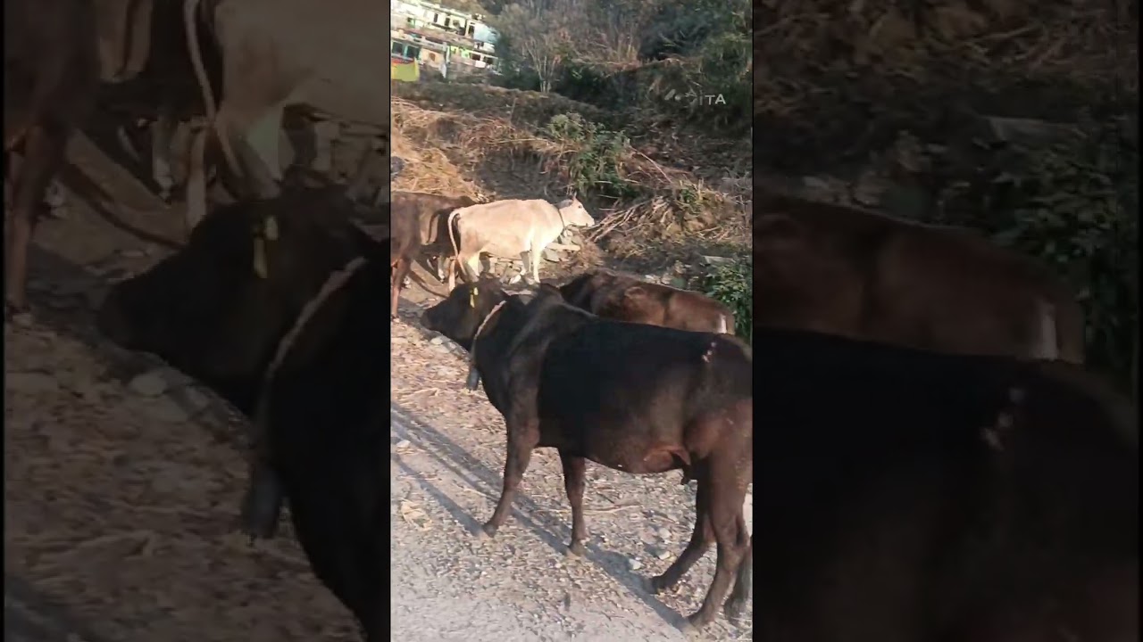 गौरी और उसके दोस्तों की लाइन  😊🐄