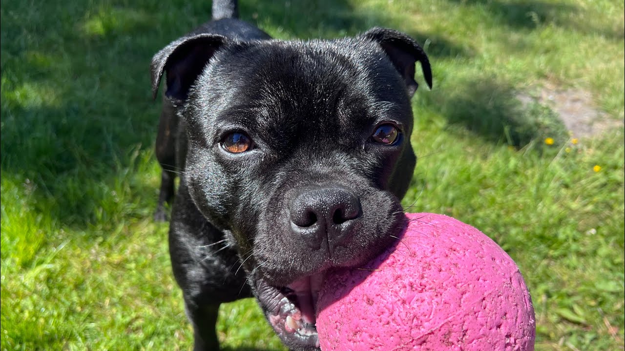 A morning with Odin the Staffie ☀️