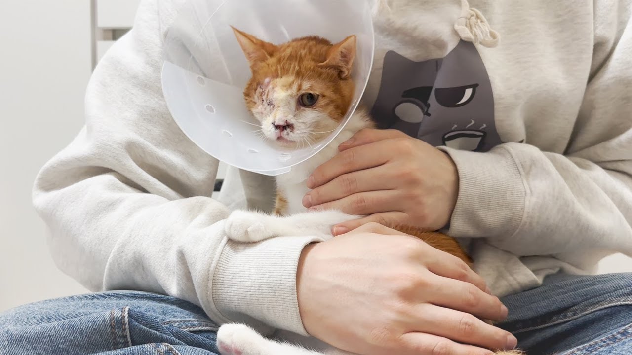 길고 길었던 고양이 병간호.. 이제는 끝내고 싶습니다