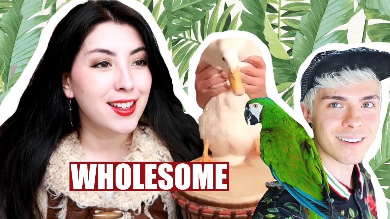 Pet YouTuber Reacts to VIRAL Animal Videos