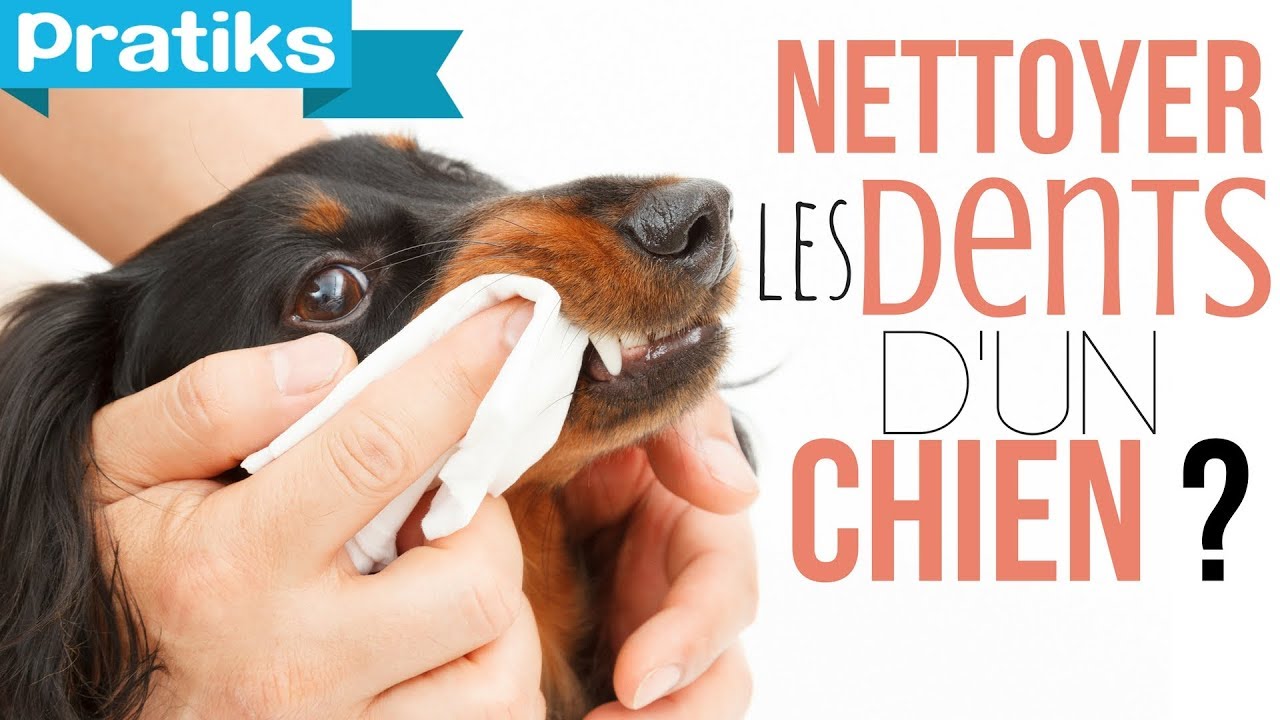 Conseils véto - Comment nettoyer les dents de votre chien ?