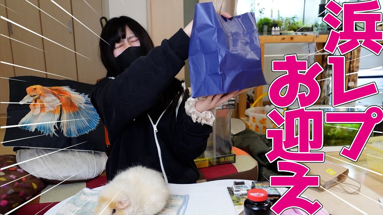 うち来るか？浜レプでお迎えしました！【横浜レプタイルズショー】