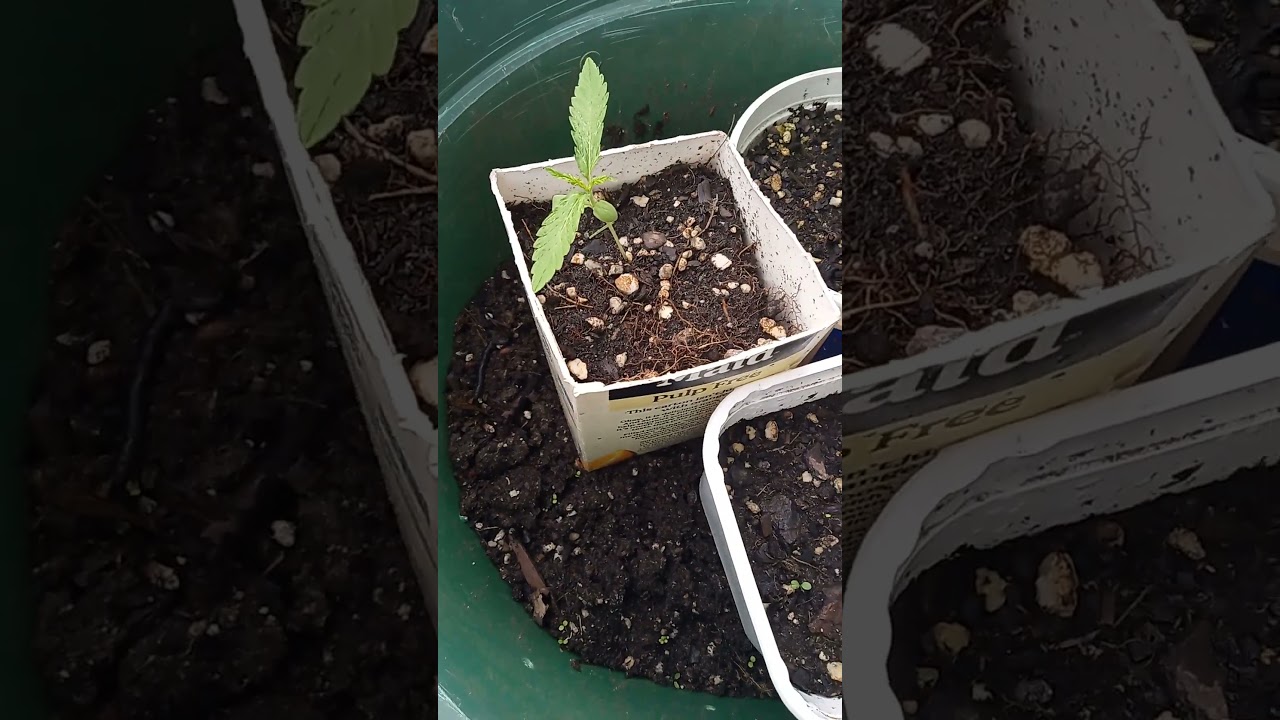 Sun grown Marijuana #plants #sun  #cannabiseducation  #subscribe