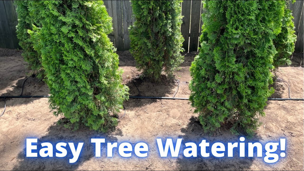 How to install drip irrigation for arborvitae trees.