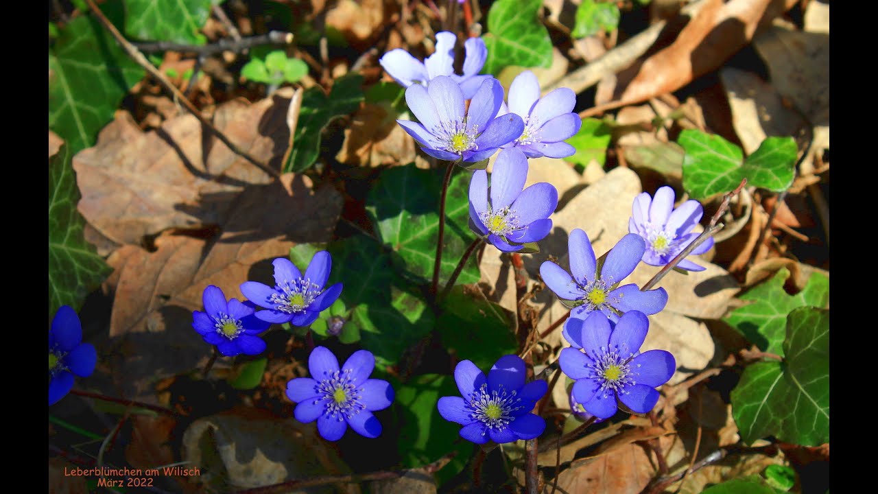 Baumunterpflanzung im Frühjahr