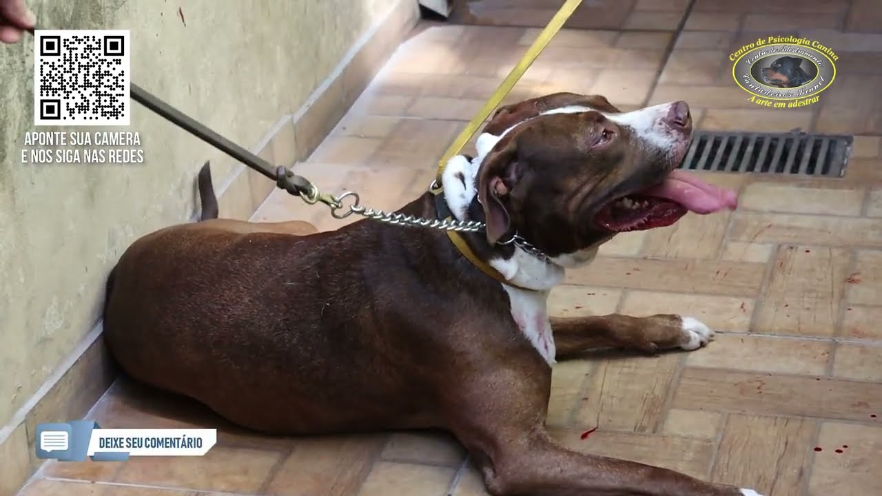 LUFFY - Pitbull Agressivo - Buscando em Casa