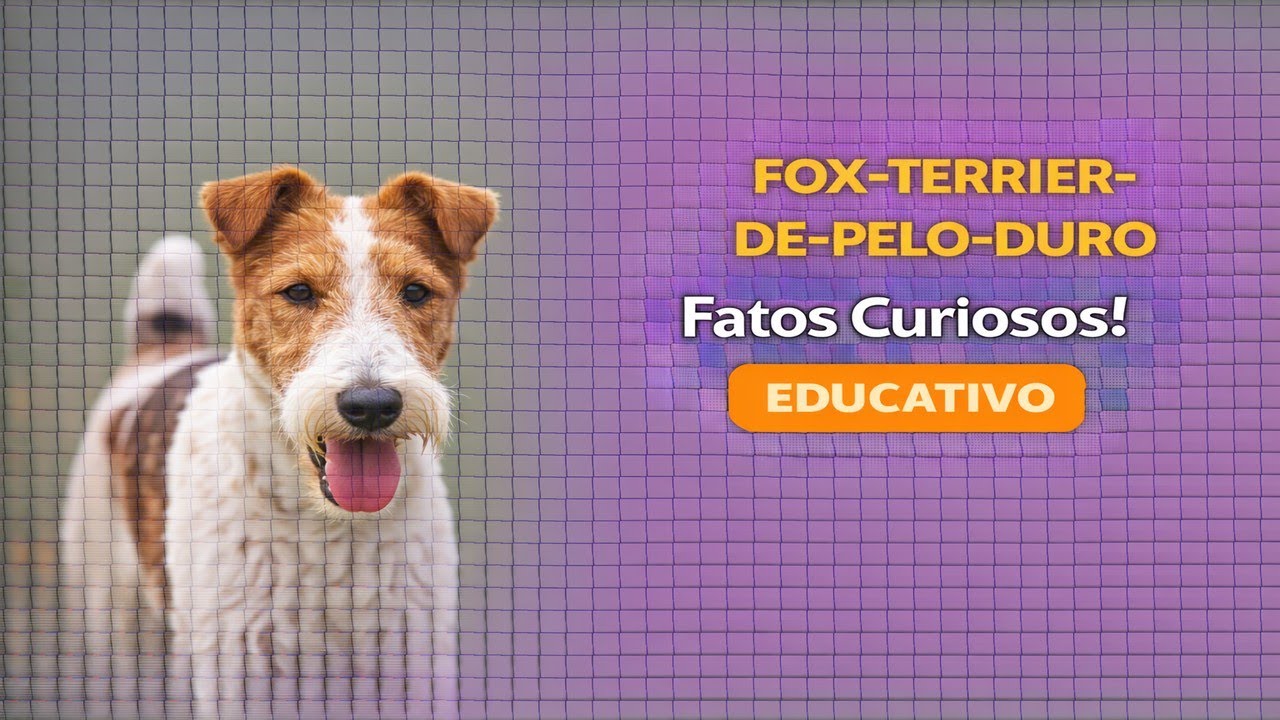 FOX-TERREIR-DE-PELO-DURO: INCRÍVEL COMPANHEIRO QUE SURPREENDE...