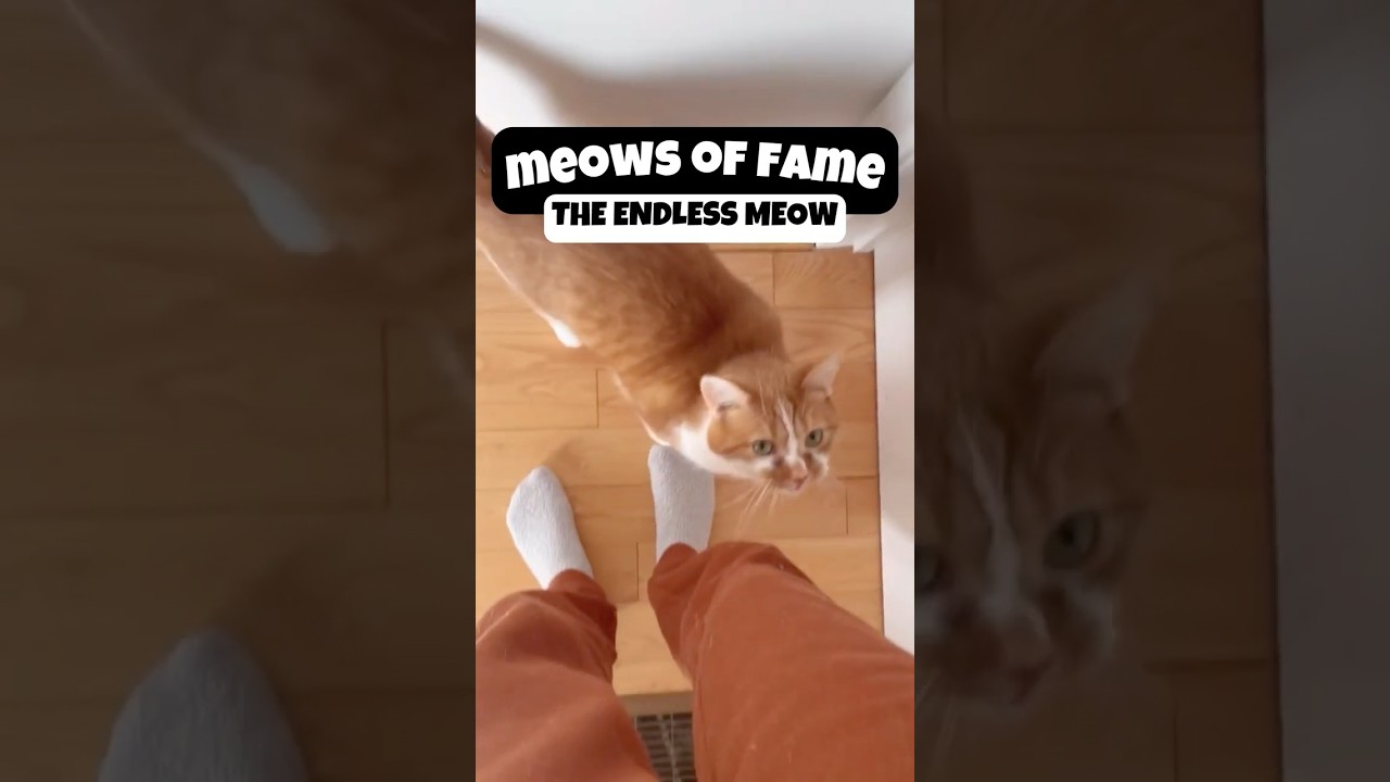Top 10 FUNNIEST Cat Noises Ever 😂🐱