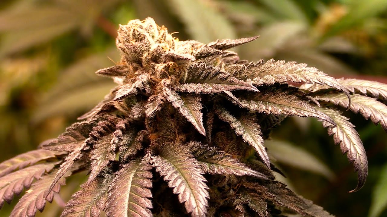 HARVEST RESULT: 5 PLANT INDOOR CANNABIS GROW!