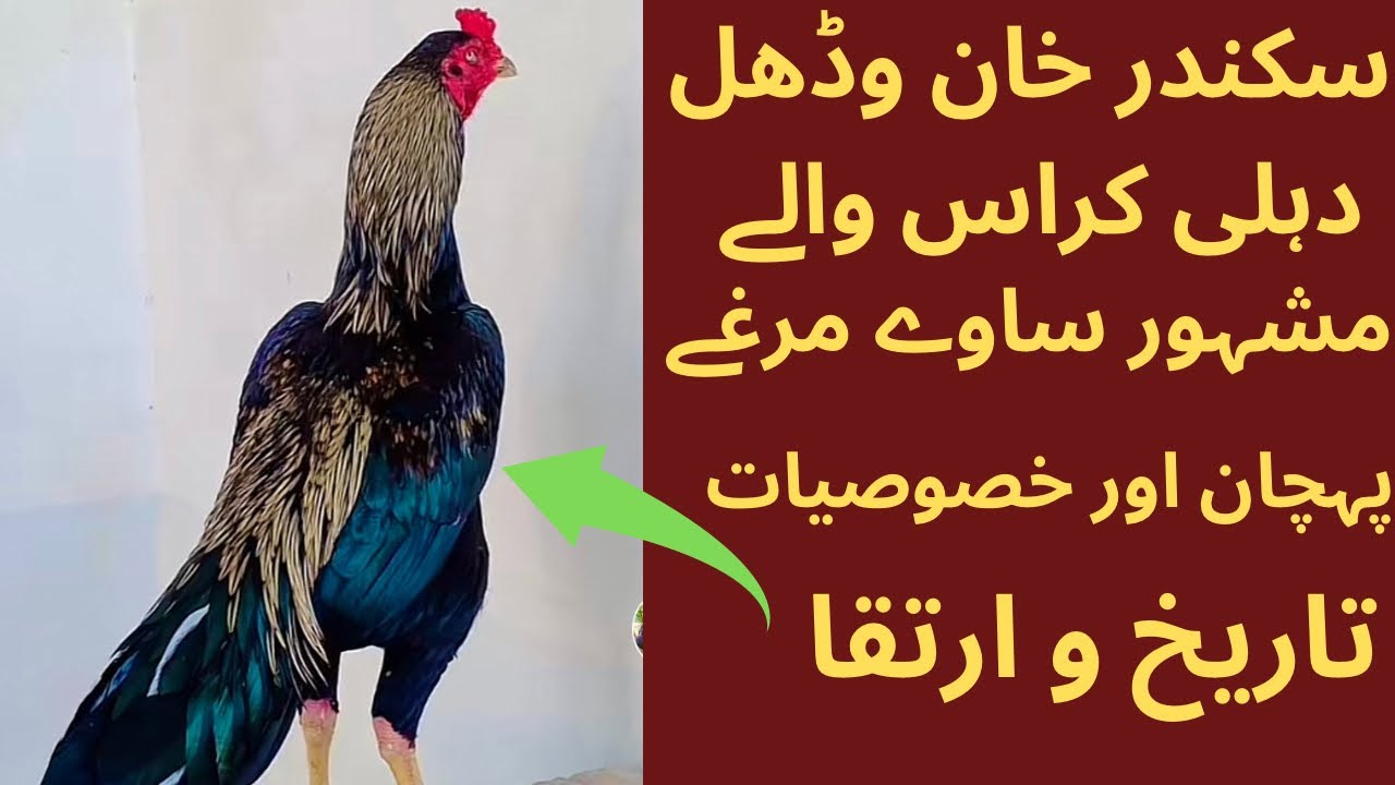 سکندر خان ڈہلی کراس والے کے نایاب ساوے مرغوں کی مکمل تفصیل