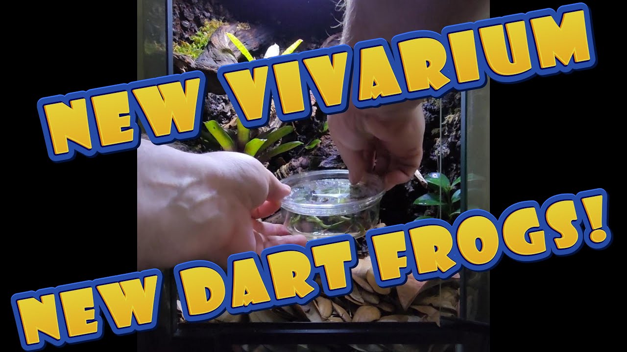 New Vivarium Build & New Frogs! Ranitomeya Amazonica 